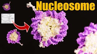 What is Nucleosome  Nucleosome model  Packaging of DNA Helix  Molecular Basis of Inheritance [upl. by Ydnyc]