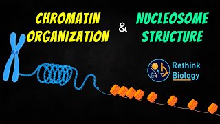 Chromatin Organization Animation  Nucleosome Structure [upl. by Anrapa]