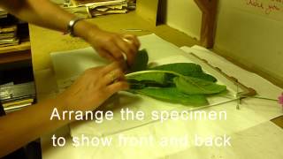 RBGE Herbarium Basic Plant Collecting and Pressing [upl. by Ranee]