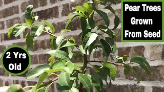 How To Grow Pear Trees From Seed  24 Months Old1 [upl. by Nnaeiram]