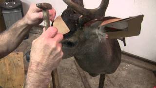 Testas Taxidermy Tips  Mounting a Deer Head Part 4 [upl. by Dearman]