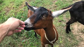 New additions to the farm  Oberhasli Dairy Goats [upl. by Oina]