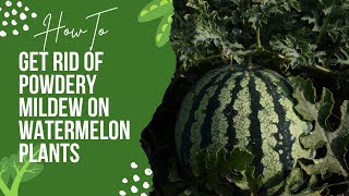 How to get rid of powdery mildew on watermelon plants and others [upl. by Grimonia]