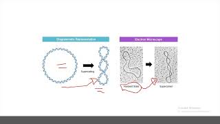 02  Supercoiling Facilitates Compaction of the DNA of Viral and Bacterial Chromosomes Part one [upl. by Gerek579]