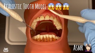 ASMR  Realistic Typodont Visit  Toothbrush Flossing Glove Sounds [upl. by Marget]