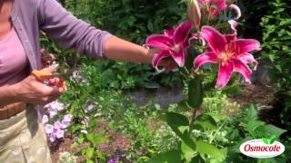 How To Prune Lilies [upl. by Beaner808]