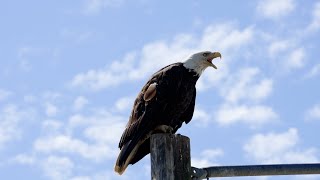 Alaska Bald Eagle Watching At the Dump [upl. by Anaik777]