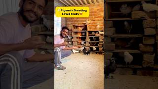 Pigeons🕊️ breeding setup ready😍 petlover minivlog pigeonvlogger birds pigeon kabutar [upl. by Erny551]