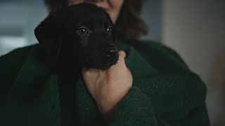 Coal the holiday surprise  Chewy Commercial [upl. by Nylkaj]