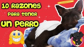 10 Razones para adoptar un PERRO PEQUEÑO como Lana [upl. by Irby]