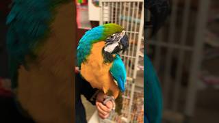 Oldest MaCaw known is 124 years old shorts animals [upl. by Ainaled]