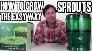 How to Grow Sprouts the Easy Way [upl. by Solim]