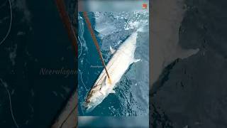 Big King Fish Caught Using Live Vermilion Snapper Fish fishing fishingvideo fishingtime [upl. by Nahsad]