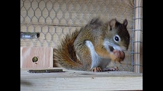 wiewiórka Hudsona przegląd moich wiewiórekRed SquirrelsБелка [upl. by Hadwin]