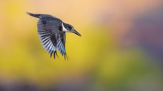 Belted King Fisher [upl. by Annuahsal]