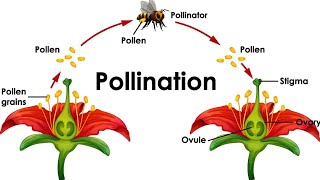 mode of reproduction in pollination plant breeding ki online class✍️✍️ [upl. by Kwasi]