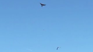 Pigeon barely escapes with life [upl. by Nnylyrehc]