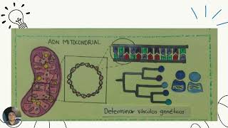 LA VARIABILIDAD GENETICA [upl. by Aicirtam]