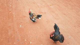 Rooster Fight Video  Two Hen Fighting In the Road [upl. by Ahsaetal]