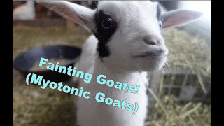 All about Fainting Goats [upl. by Eldnar295]