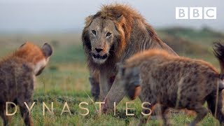 Hyena pack attacks lion  FULL CLIP  Dynasties [upl. by Micheal294]