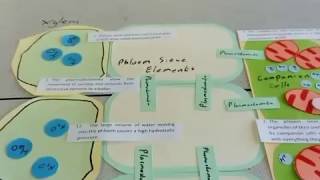 A level Biology translocation revision [upl. by Esinev381]