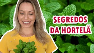 Conheça o poder da HORTELÃ  Dicas de cultivo e benefícios para a saúde [upl. by Kcirdle]