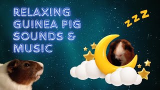 🐹💤Dreamy Lullaby 8 Hours of Guinea Pig ASMR for a Peaceful Night [upl. by Liryc]