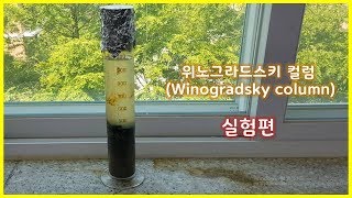 위노그라드스키 컬럼Winogradsky column 실험편 [upl. by Kriste]