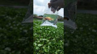 Cichlid Fish Release Into a Pond 😨┃cichlid fish aquariumfish petfish shorts [upl. by Nahtanaoj]