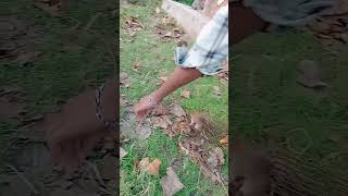 Cat 😺 catching mouse 🐁youtubeshorts emotional sad shorts [upl. by Jarvey]