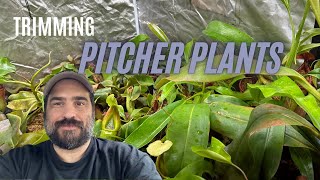 How To TrimPrune Your Pitcher Plants Nepenthes [upl. by Appilihp499]