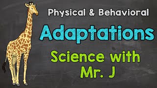 What are Adaptations  Physical Adaptations amp Behavioral Adaptations [upl. by Nelac]