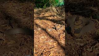 The Mozambique spitting cobra [upl. by Edrahs]