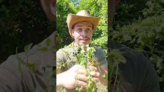 Bâche vs Couvresol 🤠🌿stop plastic jardin solution plante couvre sol nature fleurs vinca [upl. by Blount797]