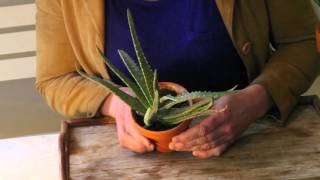 Aloe vera  skötsel förökning sticklingar användning  hur gör man [upl. by Anitnegra]