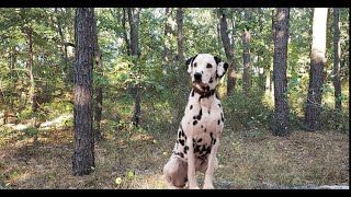 The Best Way How to Train a Dalmatian [upl. by Chanda248]