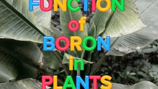 FUNCTION of BORON in PLANTS [upl. by Anilok127]