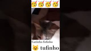 Gatinho tufinho 😺🥳🤩 [upl. by Puett683]