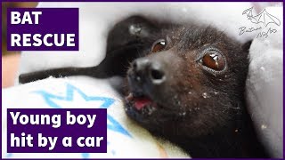 Rescuing a bat hit by car  this is Rocky rescue with Megabattie [upl. by Humfrey]