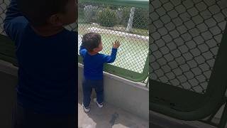 EL COCODRİLO DANTE 🐊 youtubeshorts zoologico baby [upl. by Durkee]