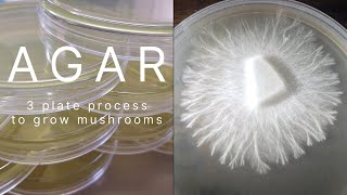 Agar Recipe Rhizomorphic Mycelium MEA MYA Plates Petri Dish Clone Grow Mushrooms Easy Home Mycology [upl. by Assirat66]