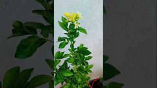 Kamini plant ke tips in pot best fertilizer for Kamini plantyoutubeshorts [upl. by Reinhart14]