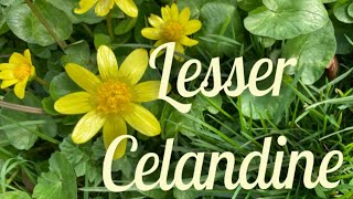 Lesser Celandine All Kinds of Trouble [upl. by Ahtram]