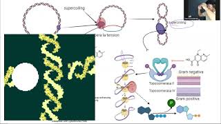 FlUORQUINOLINAS Mecanismo de Acción antibioticos bacteria [upl. by Eentirb]