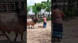 Cow Unloading Ep 1635 Cow Videos Cow video Animal Big Cow Goru Hamba Cow Cow Mooing [upl. by Airetnahs370]