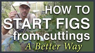 Propagate Figs From Cuttings A Better Way [upl. by Ikkim]