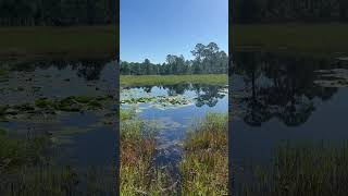 GATOR TRAIL into the pond in REAL Florida [upl. by Ellehsram]