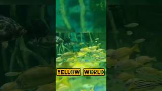 Go down deh yellow fish 🐠 ytshorts aquarium trending viralshort [upl. by Rushing]