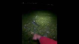 Northern Pike Slowly swimming off northernpike fishing catchandrelease [upl. by Sheldon]